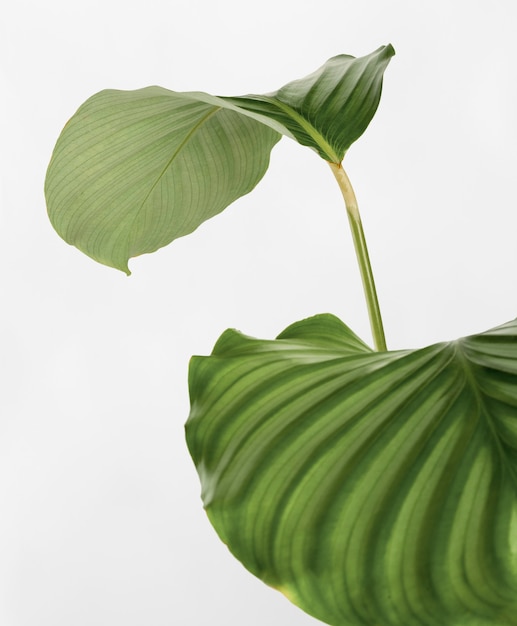 Calathea Orbifolia leaves isolated on an off white background