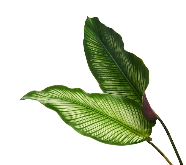 Листья Calathea ornata (Pin-stripe Calathea), тропическая листва на белом фоне