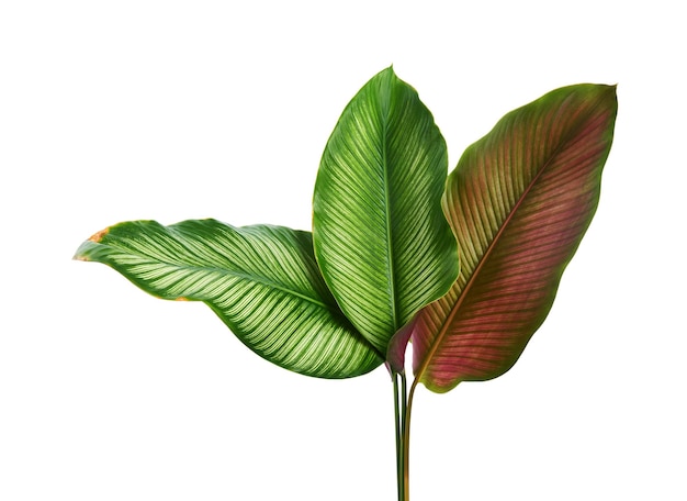 Calathea ornata (Pin-stripe Calathea) leaves, Tropical foliage isolated on white background