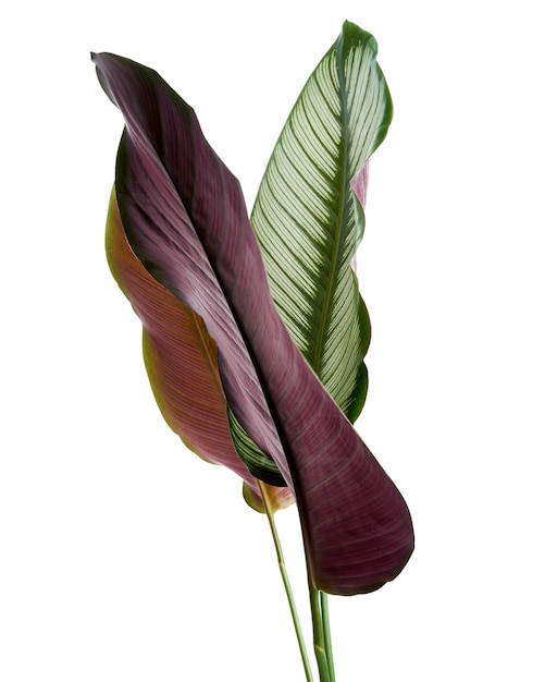 Calathea ornata Pinstripe Calathea 잎 흰색 배경에 고립 된 열 대 단풍