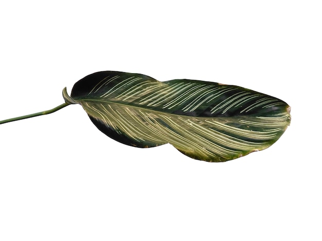 흰색 바탕에 Calathea ornata Sanderiana 잎