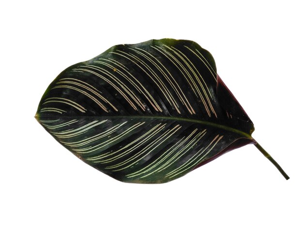 Calathea ornata Sanderiana leaf on white background