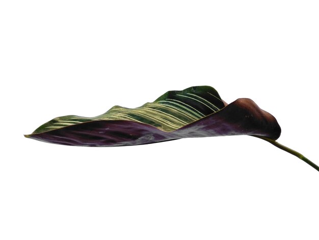 흰색 바탕에 Calathea ornata Sanderiana 잎