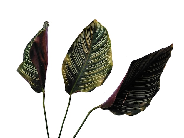 Лист Calathea ornata Sanderiana на белом фоне