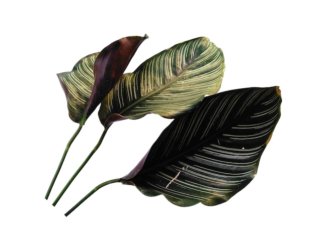 Лист Calathea ornata Sanderiana на белом фоне