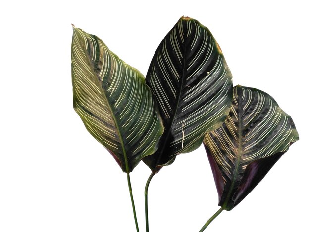 Лист Calathea ornata Sanderiana на белом фоне