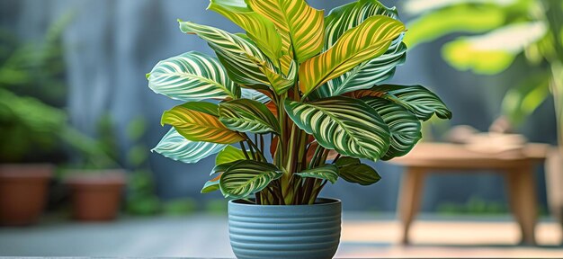 calathea peacock plant in a pot