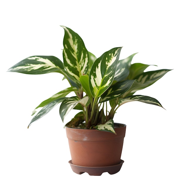 Calathea plant in een pot geïsoleerd op witte achtergrond met knippad