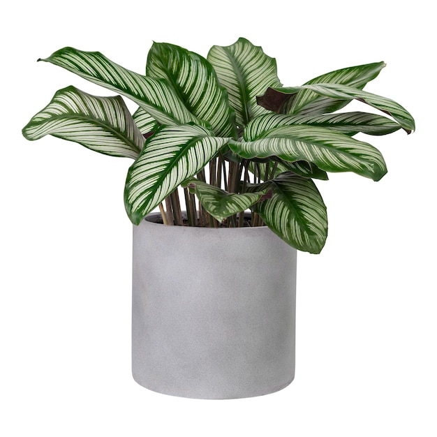 Calathea plant png mockup in een grijze pot