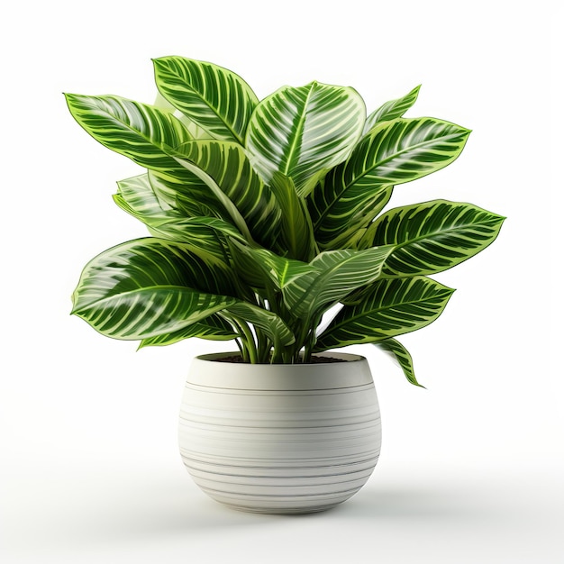 색 배경 3D 일러스트에 고립 된 비에 있는 Calathea 식물