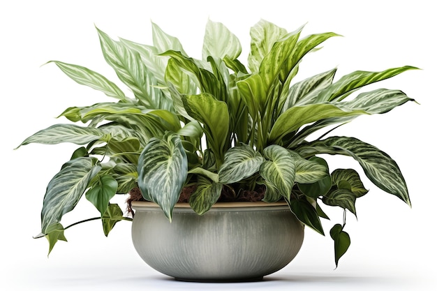 Calathea plant in pot isolated on white background with clipping path