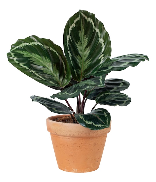 테라코타 비의 가정 장식 물체에서 Calathea png 식물 모형