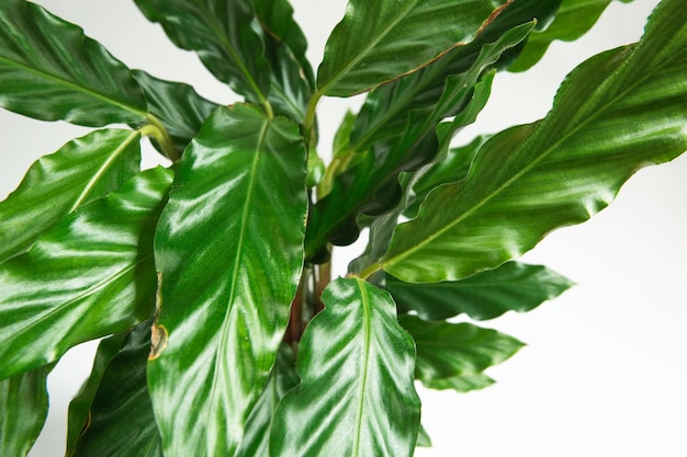 Calathea rufibarba groen fluwelen blad close-up Potplanten groen woondecoratie zorg en teelt marantaceae variëteit