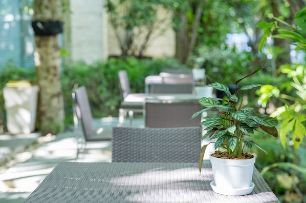 Calathea Silver Star voor binnendecoratie op tafel, focus selectief