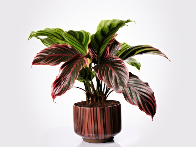 Calathea Studio Shot geïsoleerd op heldere achtergrond Generatieve AI