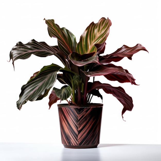 Calathea Studio Shot geïsoleerd op heldere achtergrond Generatieve AI