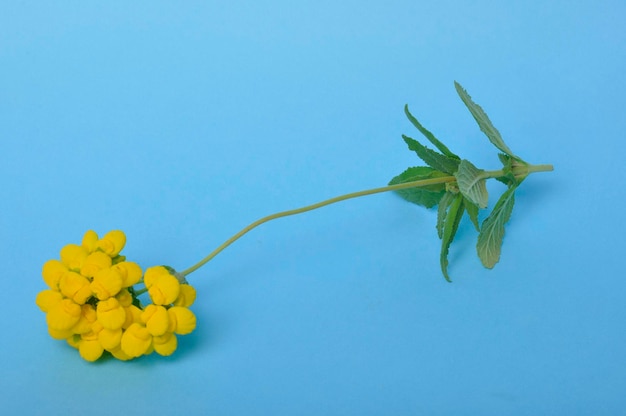 Calceolaria bloemen op een blauwe achtergrond