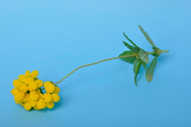 青い背景のカルセオラリアの花