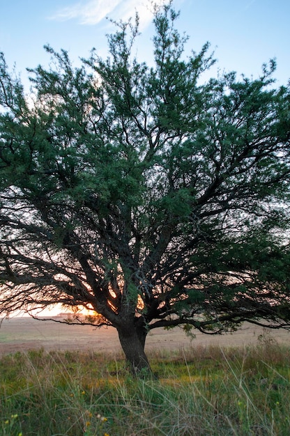 Calden boom landschap La Pampa provincie Patagonië Argentinië