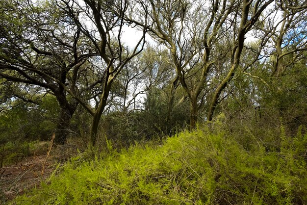 Calden boslandschap Geoffraea decorticans planten La Pampa provincie Patagonië Argentinië