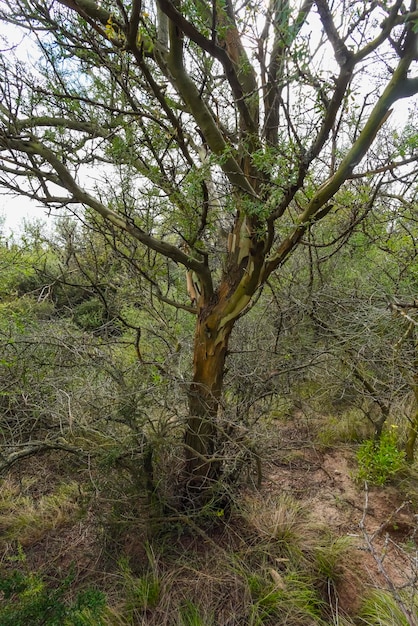 Calden boslandschap Geoffraea decorticans planten La Pampa provincie Patagonië Argentinië