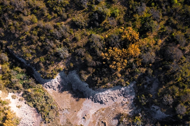 Calden boslandschap Prosopis Caldenia planten La Pampa provincie Patagonië Argentinië