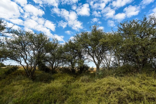 Calden forest landscape La Pampa province Patagonia Argentina