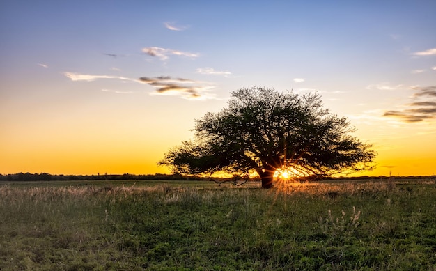 Calden at sunset typical tree of La Pampa region in Argentina Prosopis Caldenia