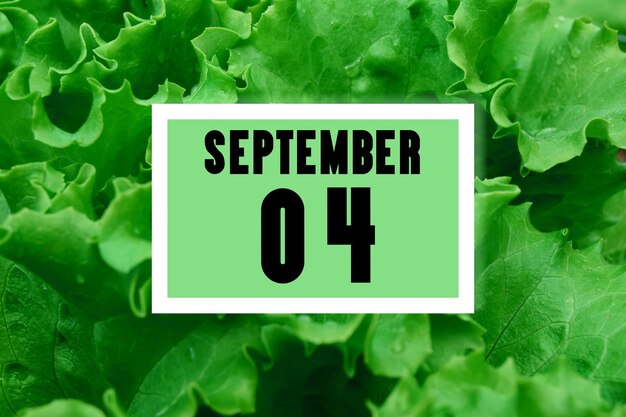 Calendar date on calendar date on the background of green lettuce leaves September 4