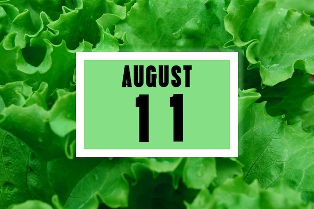 緑のレタスの葉を背景にしたカレンダーの日付カレンダーの日付8月11日は月の11日目です