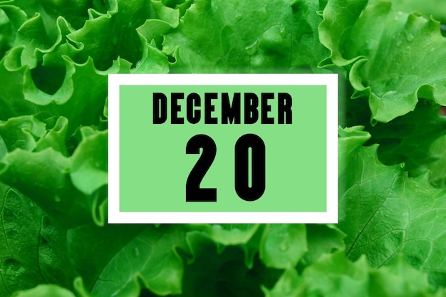 Calendar date oncalendar date on the background of green lettuce leaves December 20 is the twentieth day of the month