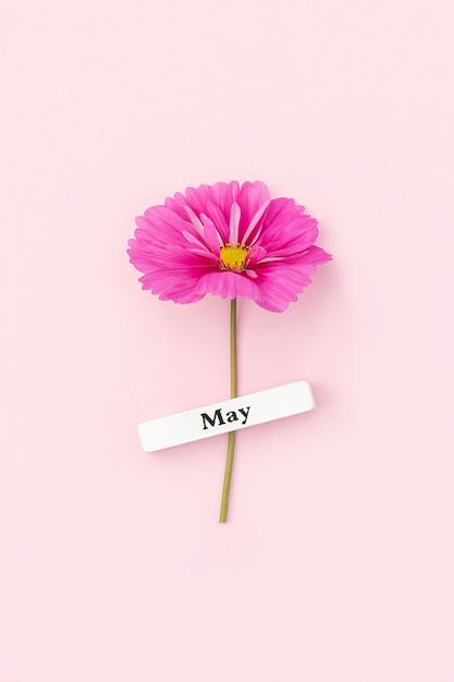 Photo calendar spring month may and beautiful flower on pink background top view flat lay minimal concept hello may top view flat lay greeting card