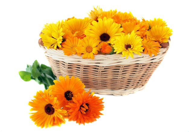 Calendula in a basket