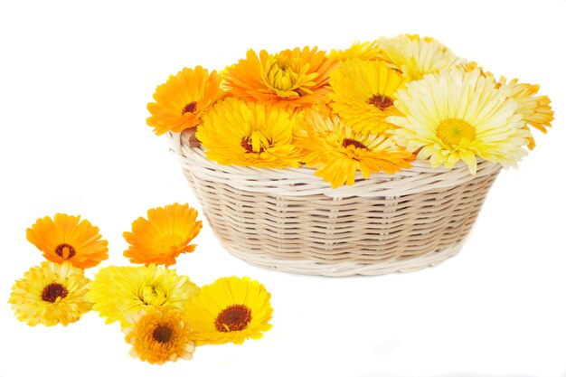 Calendula in a basket