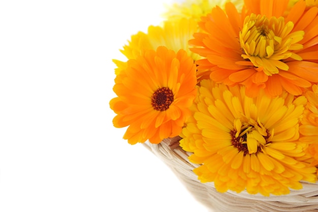 Calendula in a basket