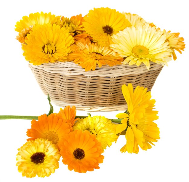 Calendula in a basket