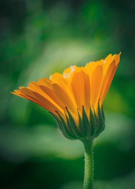 Calendula bloem op een groene onscherpe achtergrond close-up