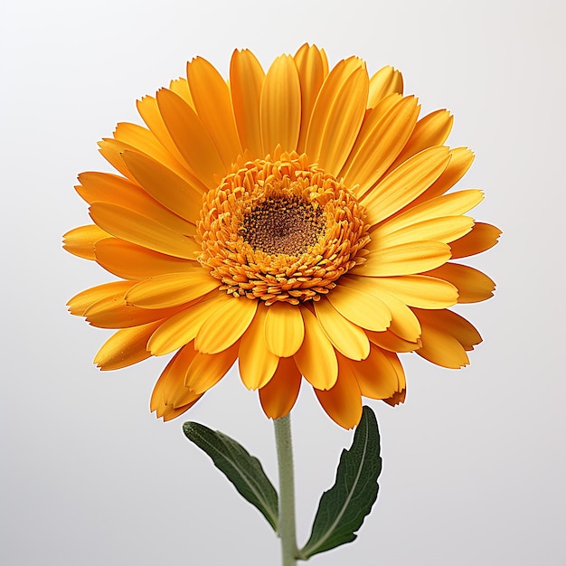 Calendula bloem