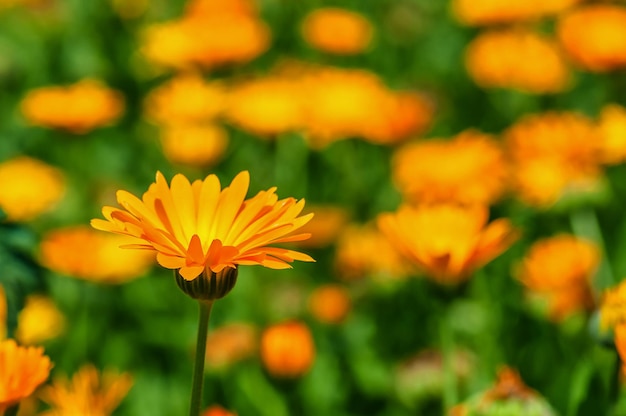 Calendula bloemen op het veld