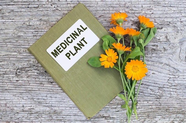 Calendula en directory medicinale plant