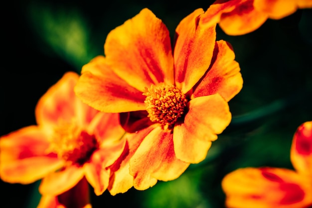 Calendula flower bed closeup selective focus