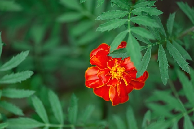 Calendula flower in green leaves, natural background