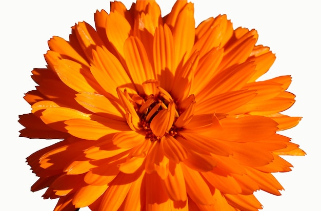 Foto fiore di calendula isolato su sfondo bianco