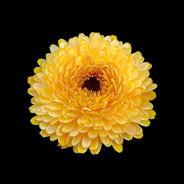 Photo calendula flower isolated