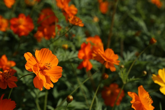 Calendula flower or marigold flower