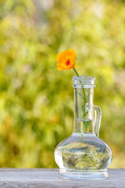 Calendula flower with a stem in a glass flask on wooden board with blurred green natural background