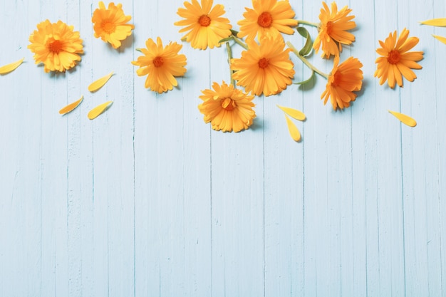 Foto fiori di calendula su fondo di legno blu