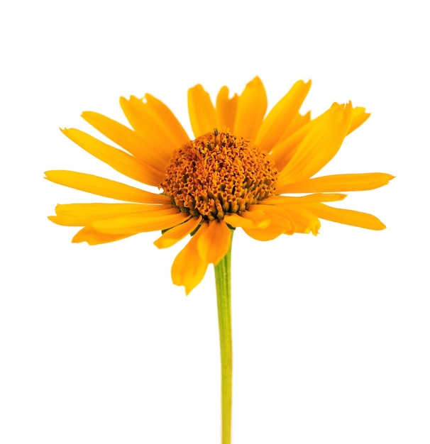 Calendula flowers isolated on white background. Marigold flower. Medicinal herbal plant.