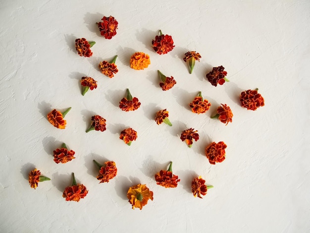 Foto fiori di calendula su uno sfondo chiaro belle ombre sfondo per le cartoline spazi per la copia delle etichette