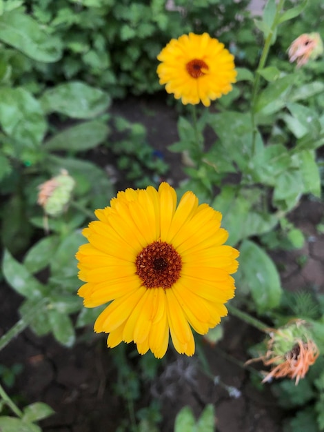 Calendula flowers photography